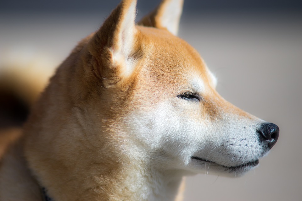 Shiba Inu Price Prediction as SHIB Hints at Potential Upward Explosion – Are Bulls Taking Over?